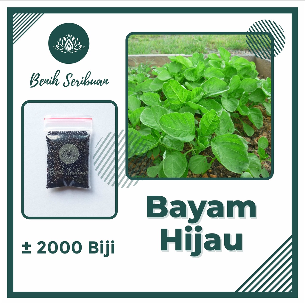 2000 Biji Bibit Bayam Hijau Benih Sayuran Hidroponik Unggul Berkualitas Super Tanaman Sayur Seribuan-BAYAM HIJAU