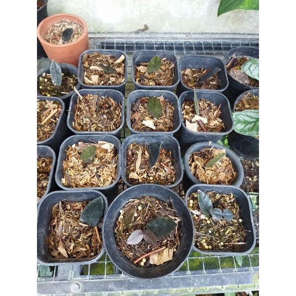 zz zamia raven black