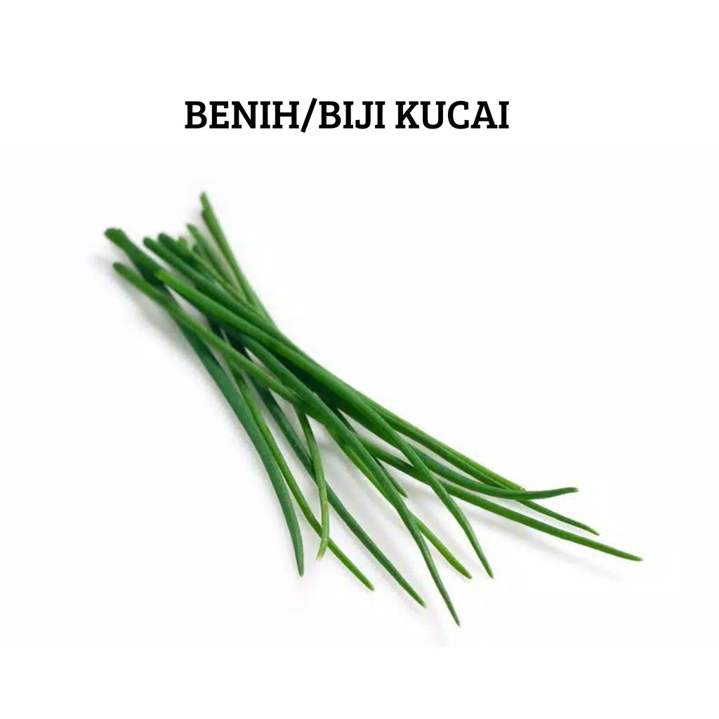 Benih Biji Kucai