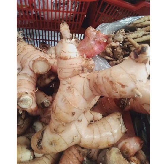 

LENGKUAS /LAOS / Bumbu dapur