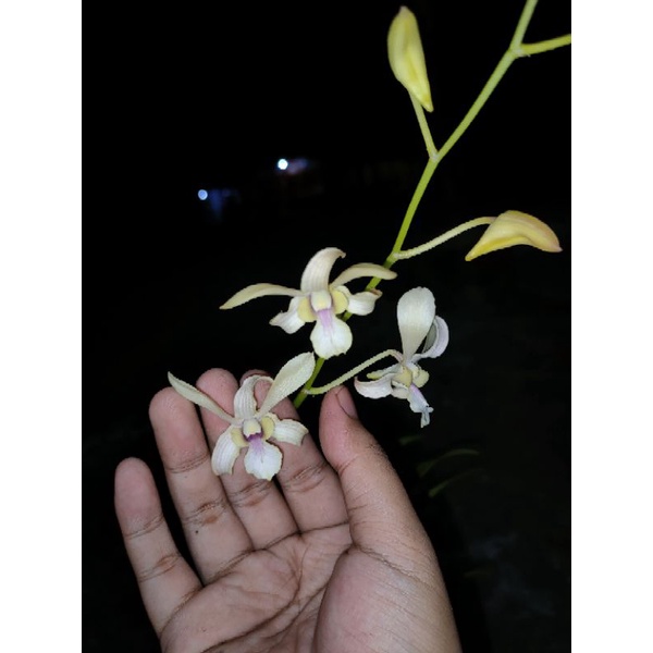 dendrobium capung kapuas kalimantan dewasa asli kalimantan