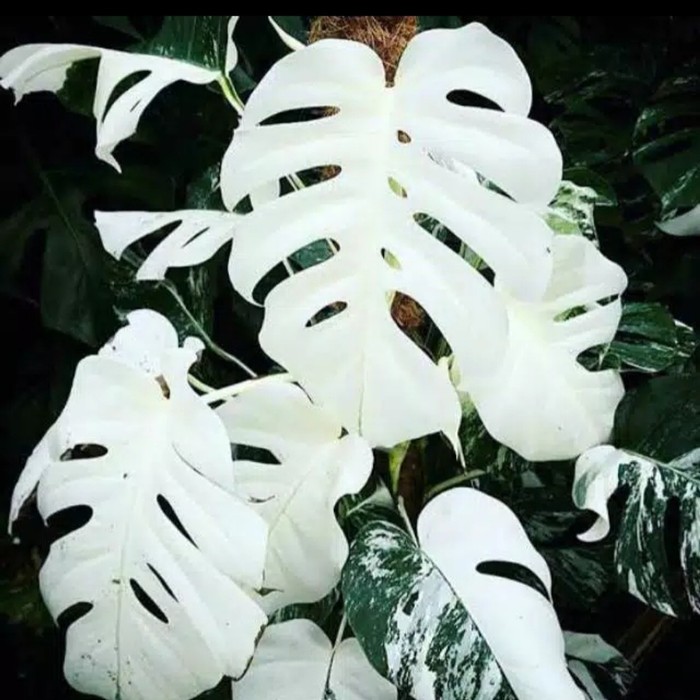 bonggol monstera variegata - monstera variegata ✓ - Not Specified