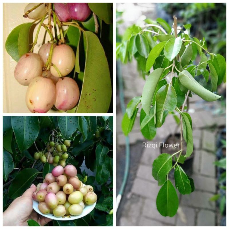 Tanaman buah Jamblang/ Duwet/juwet