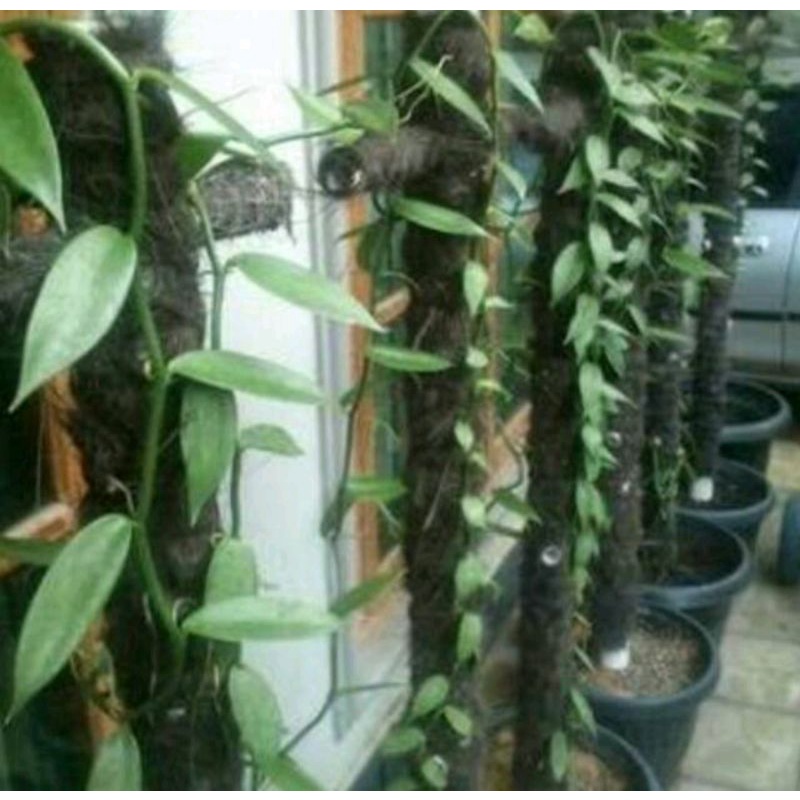 

bibit vanili 1meter sudah berakar siap tanam