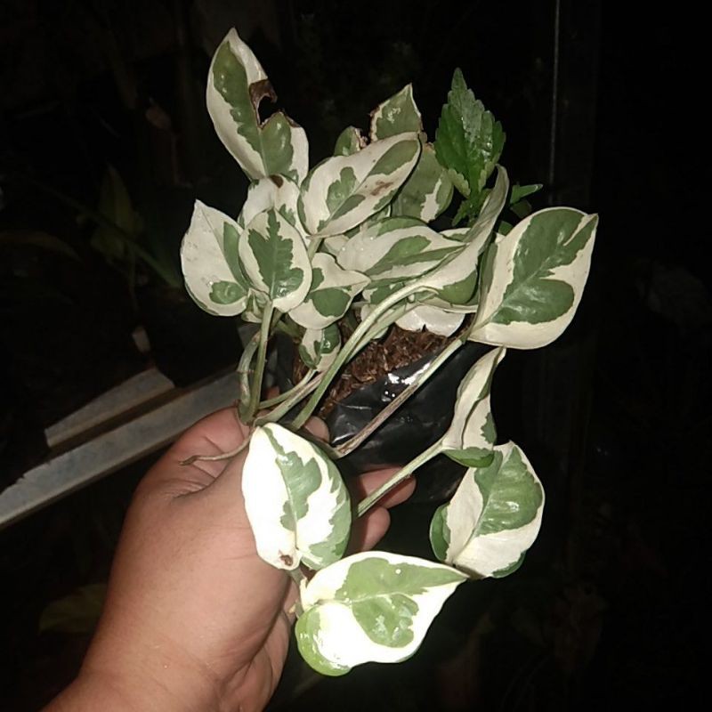 tanaman hias sirih gading enjoy-tanaman sirih gading koin-sirih gading enjoy-sirih gading koin