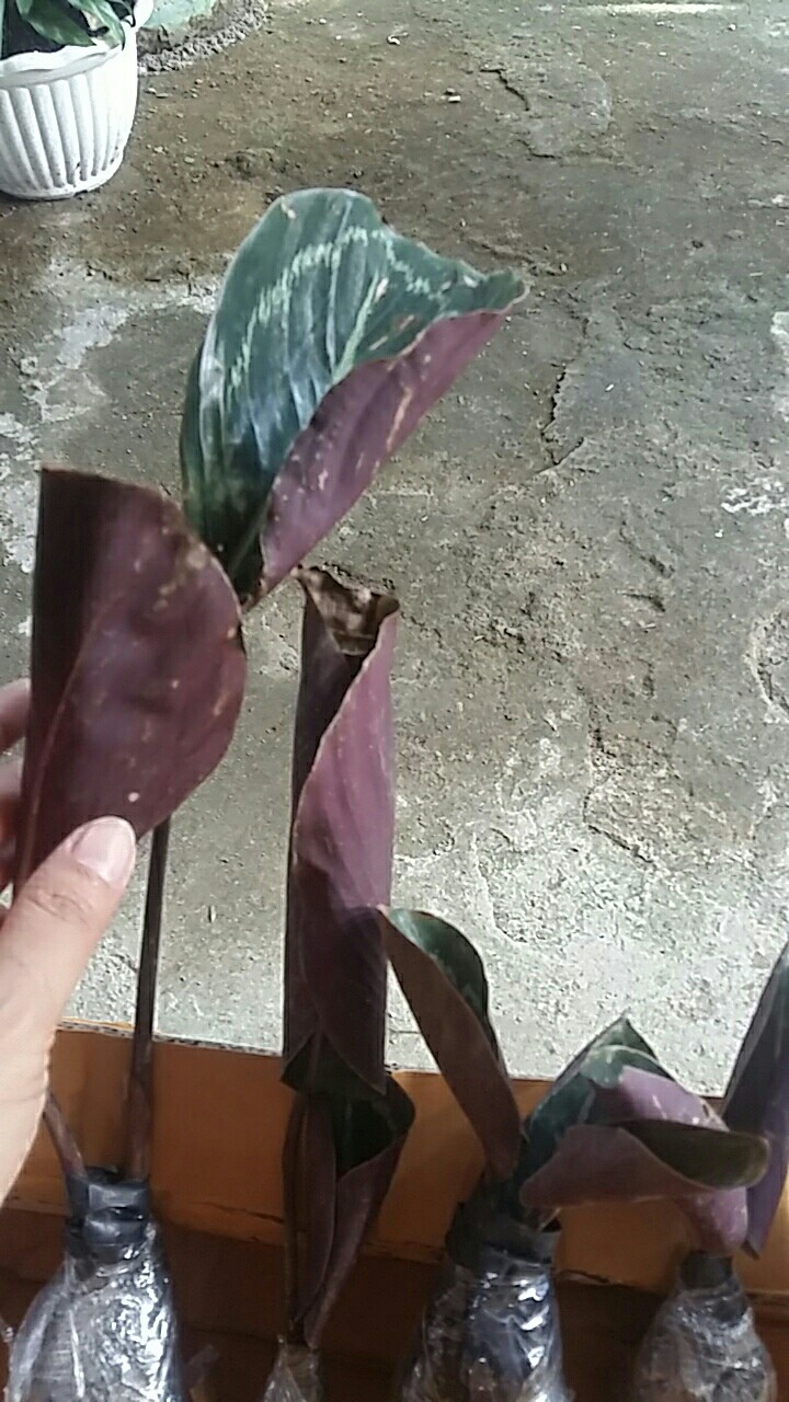 Tanaman Hias Calathea Green Lipstik