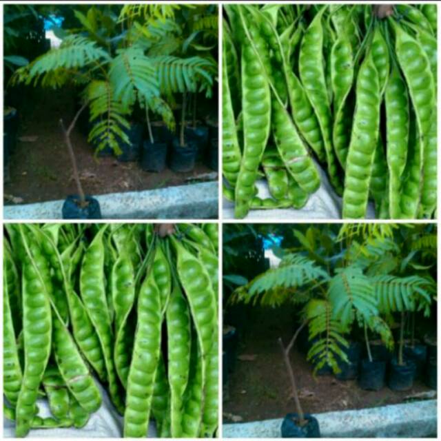 Bibit Pete / Petai Unggul