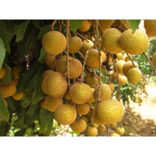 5 benih kelengkeng tabulampot