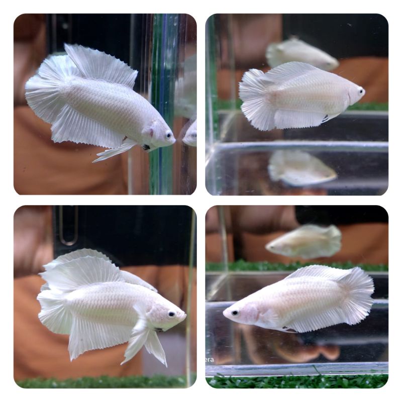 Cupang PKDT WP (plakat double tail white platinum) RARE FISH 2 pair