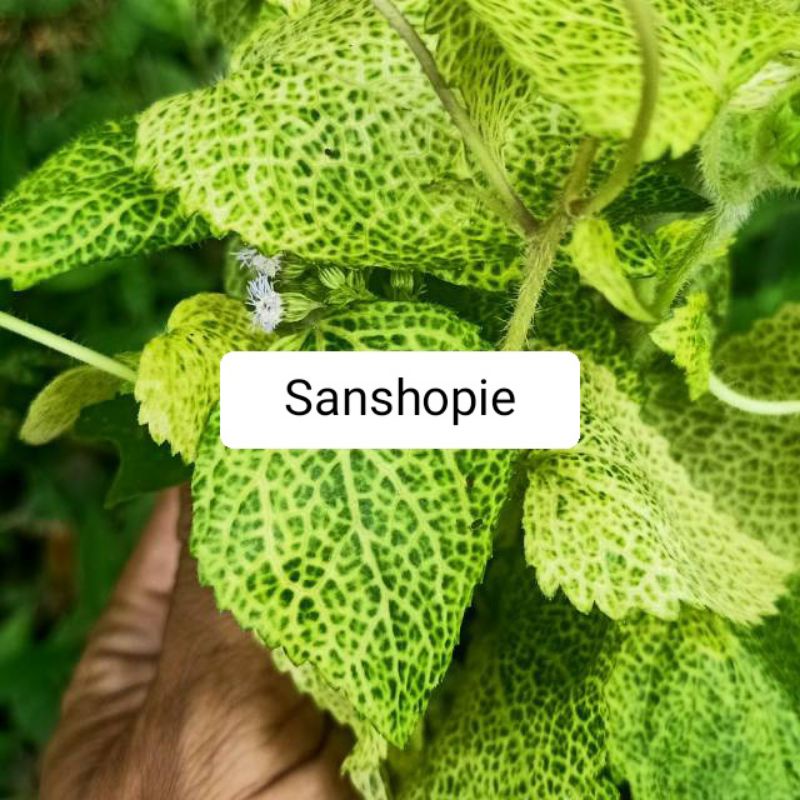

Daun bandotan kuning segar paket 500 gram