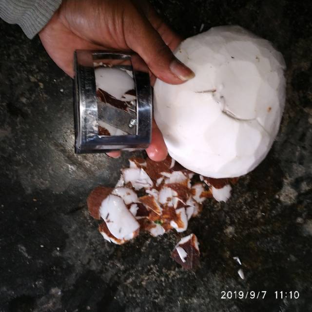 Alat Kupas Kulit Serbaguna Peeler Kulit Kelapa Alat kupas buah stainless PROMO