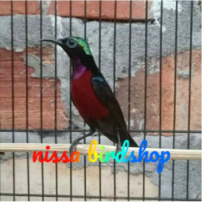 konin bahan rawatan metalik