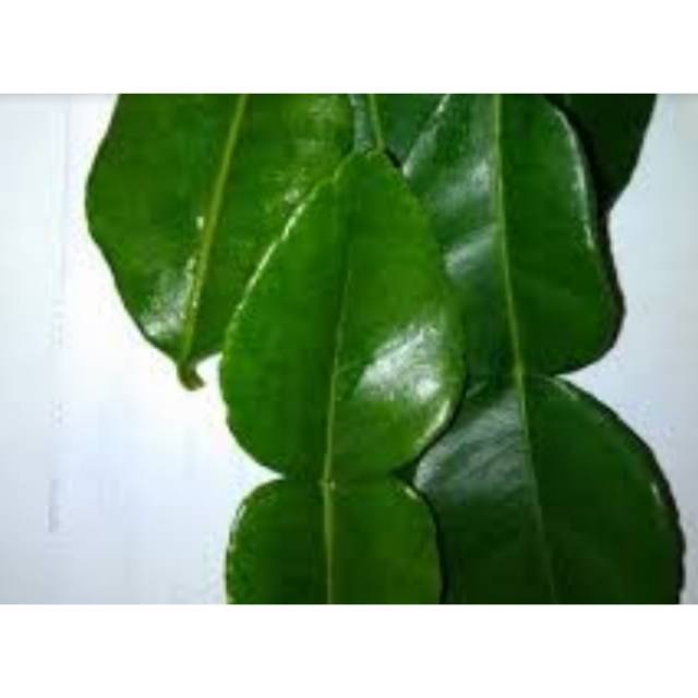

Daun Jeruk / 1 plastik kecil / 30gr