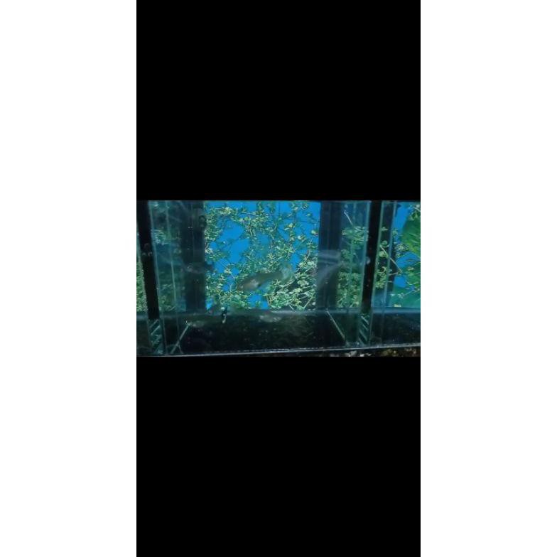 Ready Ikan Guppy Cendolan Cobra (50 Ekor) Ikan Guppy Cendolan Ikan Hias Ikan Pakan Predator Ikan