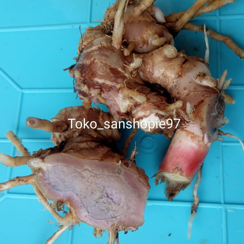 Temu hitam atau rimpang bangle 500 gram