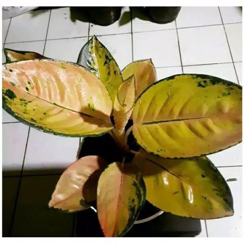 bonggol aglonema Sultan Brunei-bunga hidup murah-tanaman hidup-aglaonema
