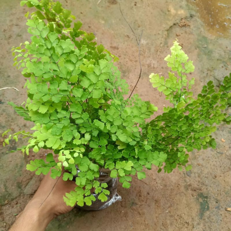 Suplir daun kecil/tanaman hias suplir