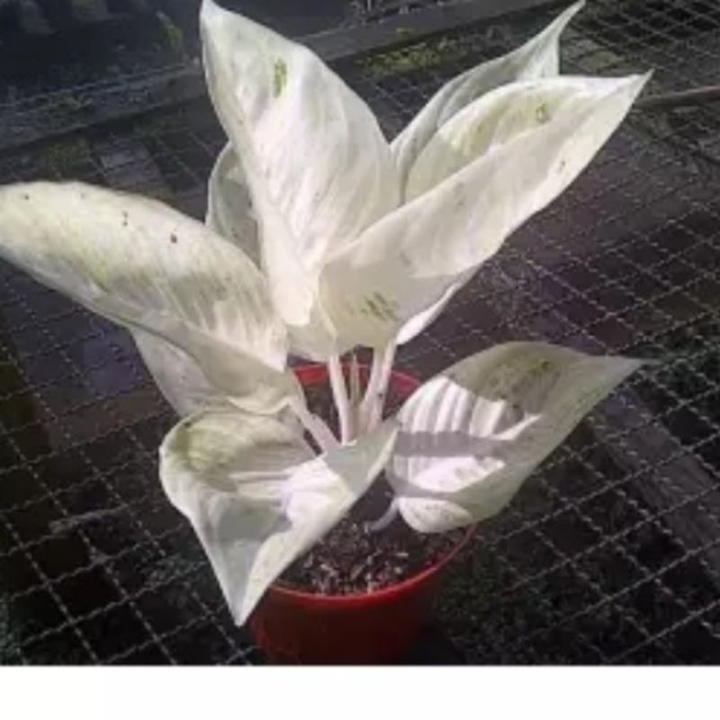 bibit Bonggol Aglonema legacy salju