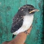 burung kekep babi anakan lolohan