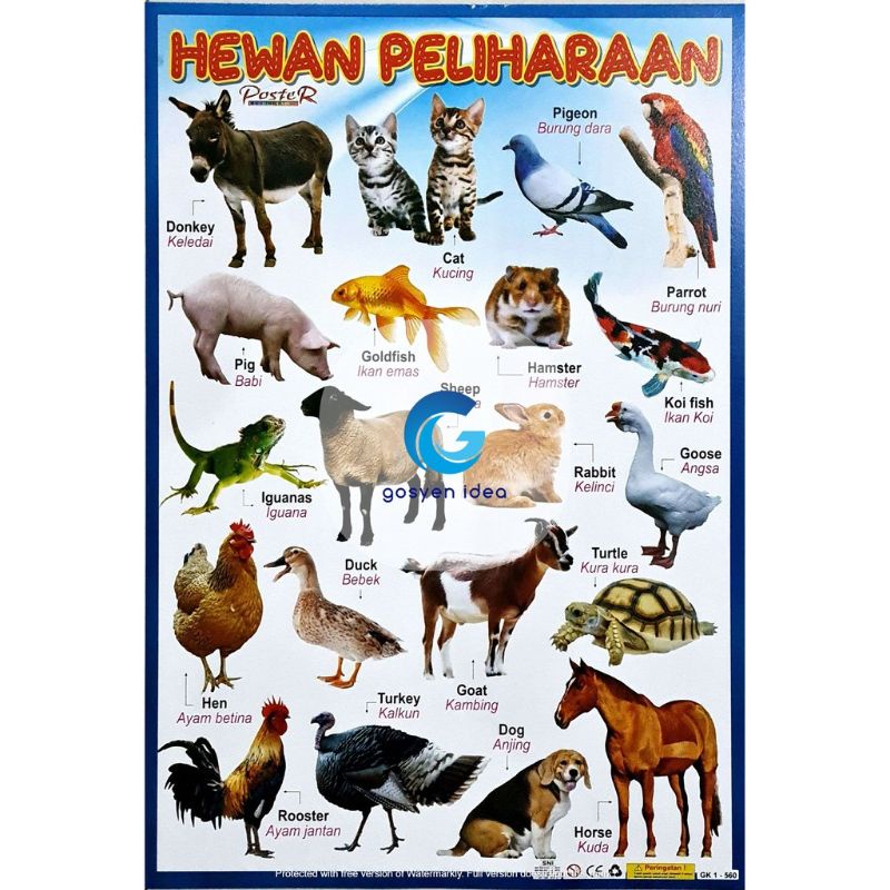 Poster edukasi anak hewan peliharaan di sertai bahasa inggris