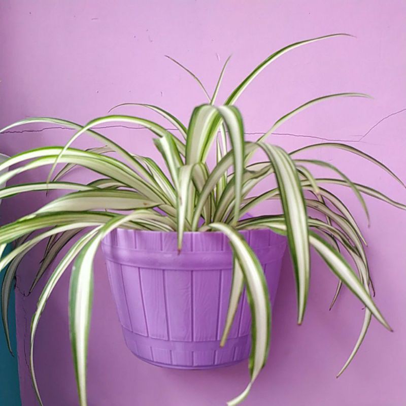 Tanaman hias lili paris kuning list hijau