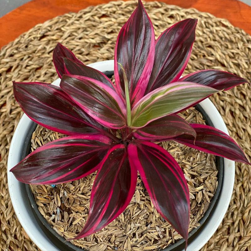 Tanaman hias hanjuang merah hanjuang mini