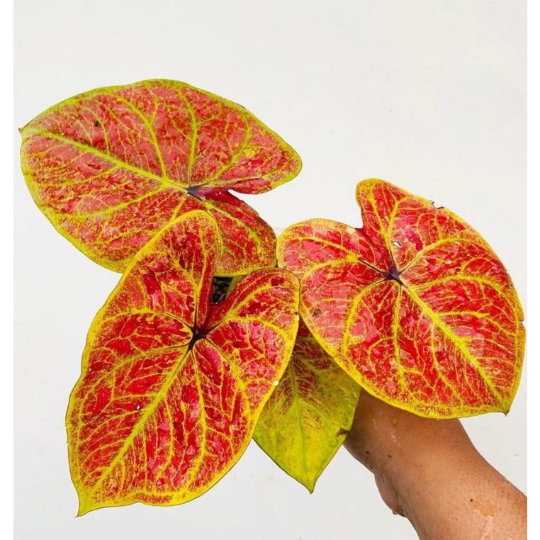 Bibit Tanaman Caladium Wave new