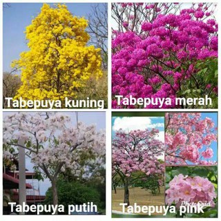 1 paket Bibit  bunga  sakura  tabebuya 4 warna Shopee Indonesia