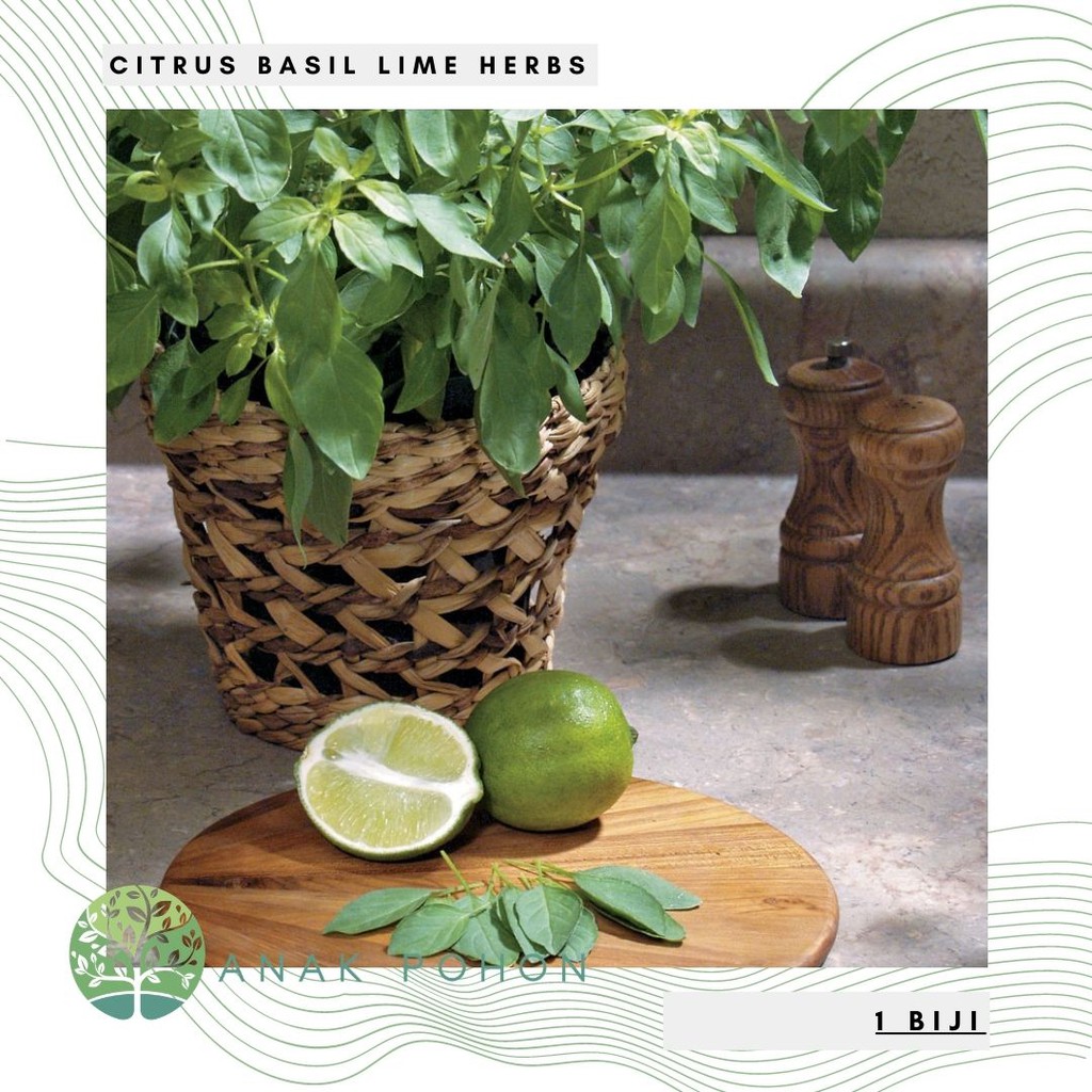Benih Bibit Biji - Citrus Basil Lime Herb Seeds - IMPORT