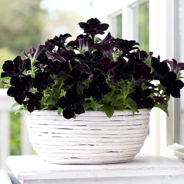 Bibit Benih Biji Bunga Petunia Black - Tanaman Bunga Petunia Black - Biji Bunga Petunia Black - COD