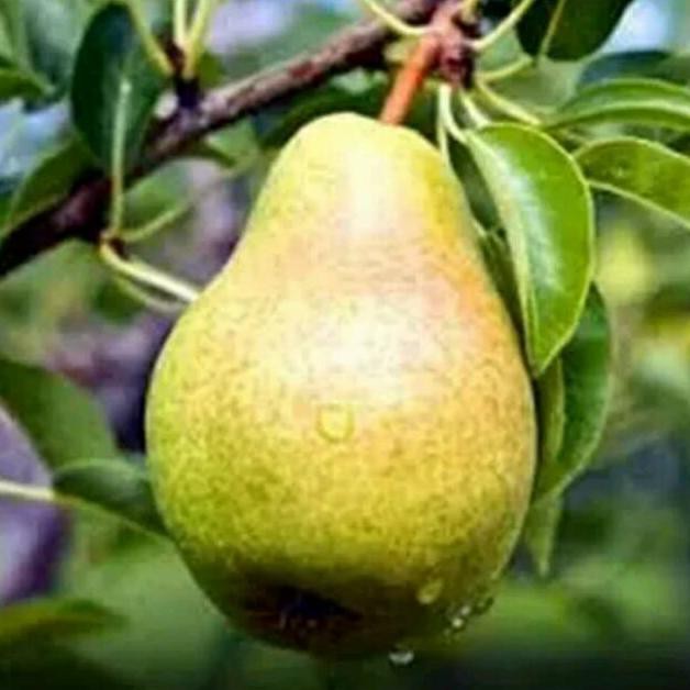 &&**&& Bibit Buah Pear Pir Hijau Asia $_$
