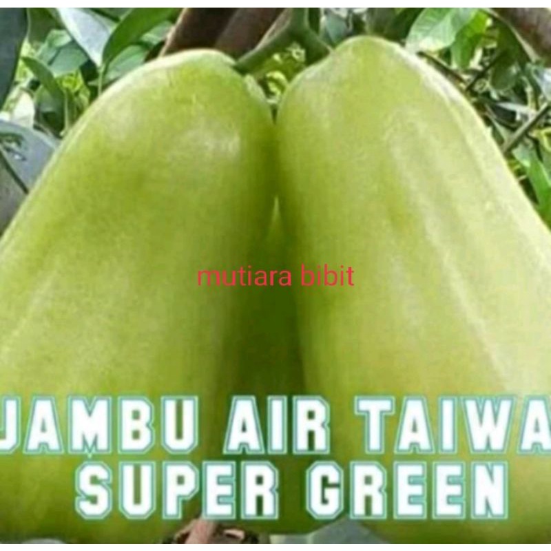 Bibit jambu air super green