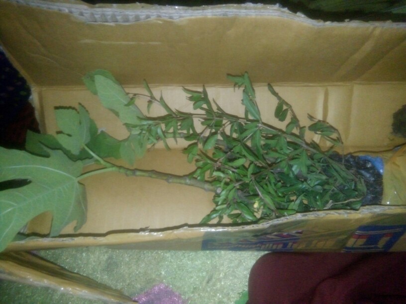 Bibit Tanaman Buah Tin Green Jordan Bibit Super Bibit Unggul