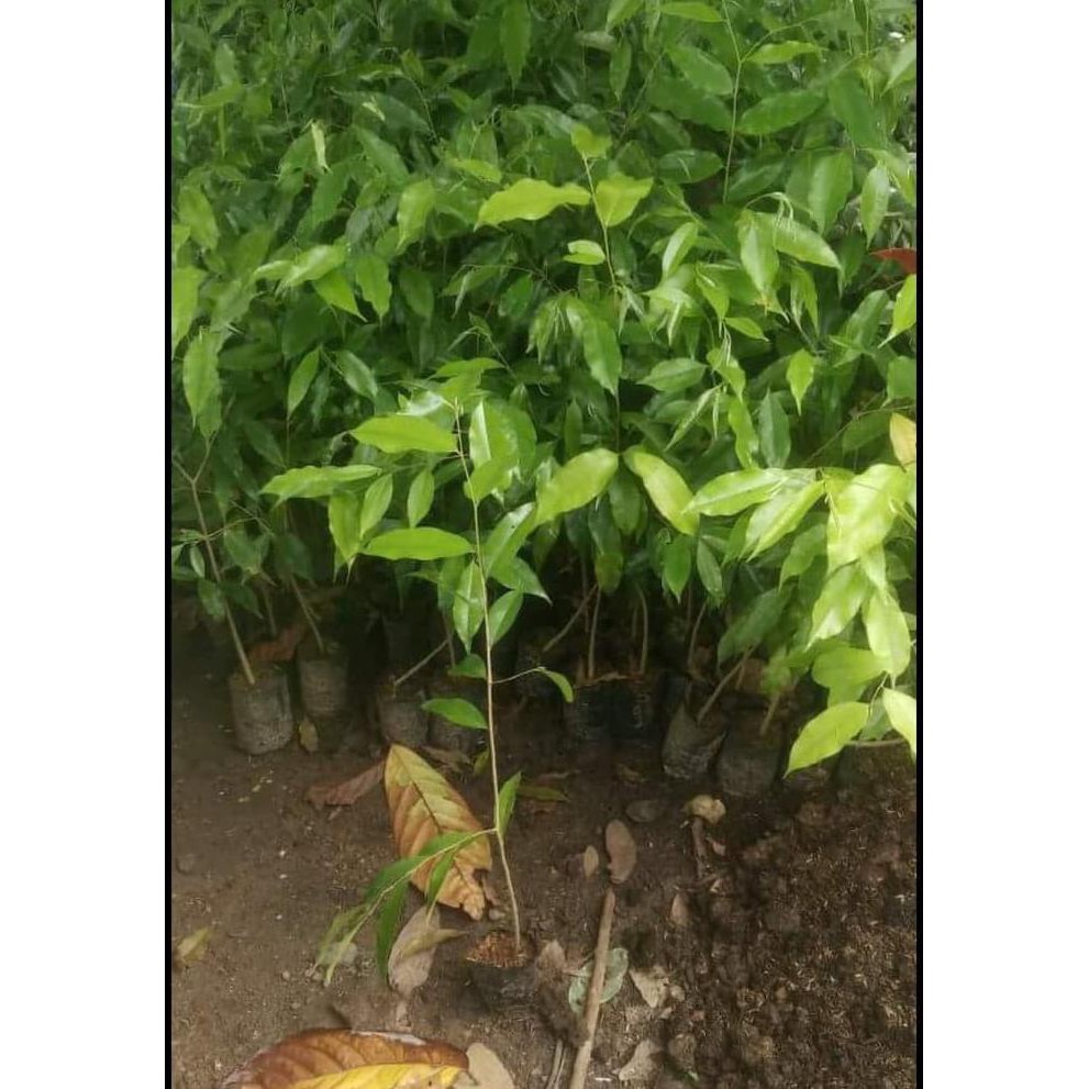 Jual 4 Bibit Tanaman Pohon Gaharu Super Unggul Bibit / Biji / Benih Frtn