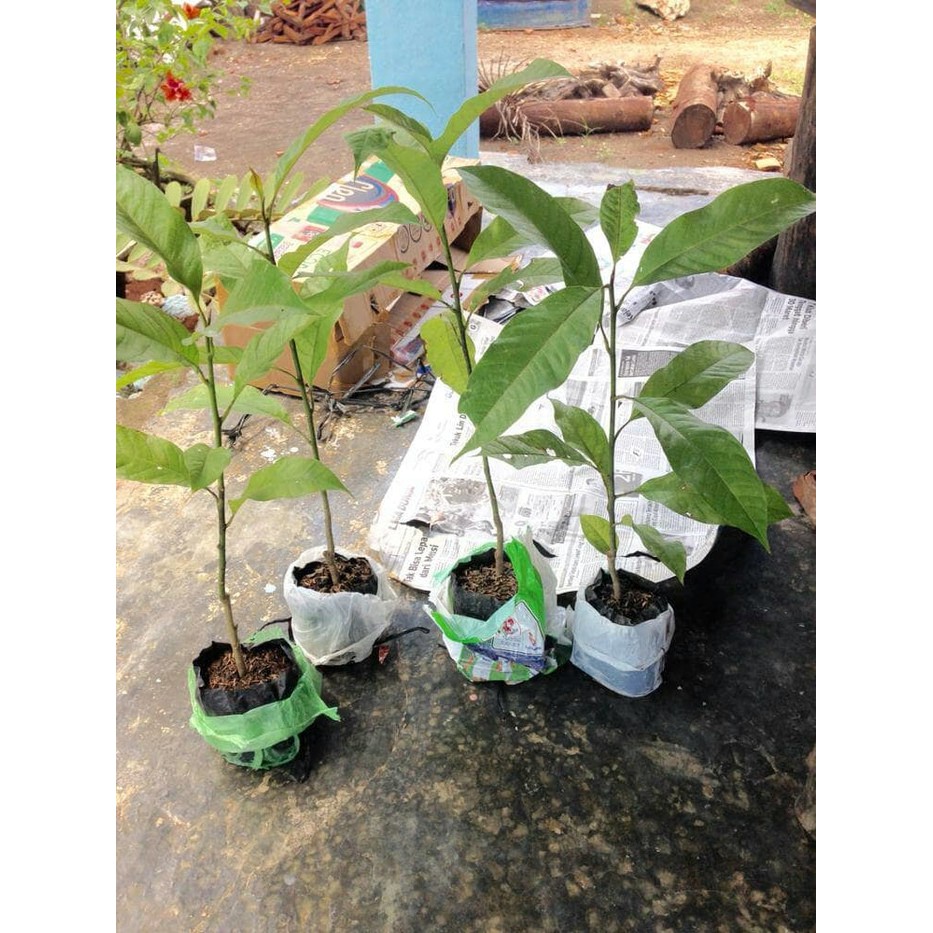 Bibit Bunga Cempaka Kantil Merah