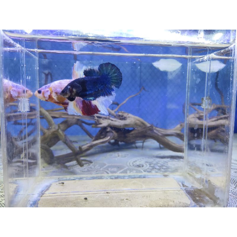 bahanan cupang avatar gordon