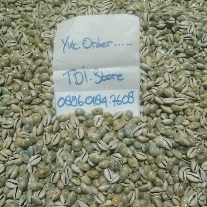 

Promo Biji congklak kerang asli isi 500 biji Terlaris