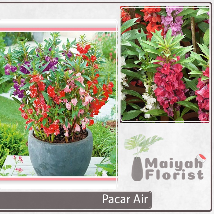 Pacar Air - Sudah Berbunga - Impatiens Balsamina - Tanaman Hias