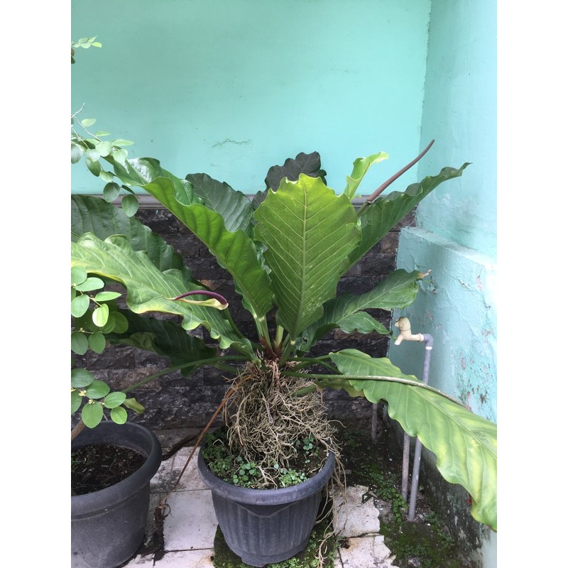 AnturiumGelombangCintaJumbo