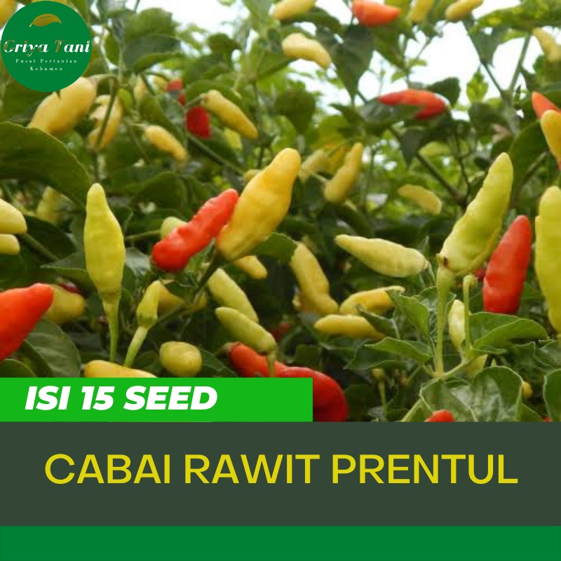 Benih cabe Rawit Klaster Prentul 15 Biji Benih Cabe Prentul Klaster Bintang Asia