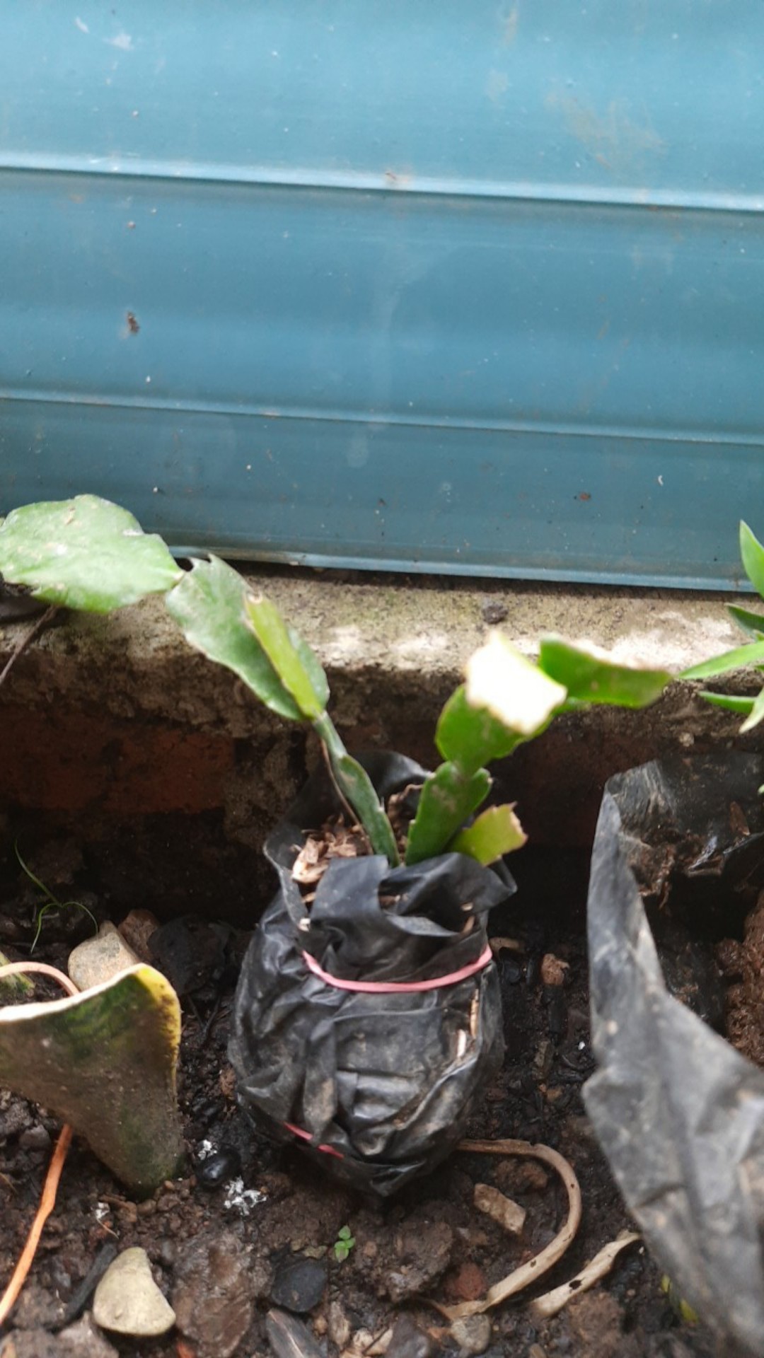 Tanaman Wijaya Kusuma Kepiting Ungu