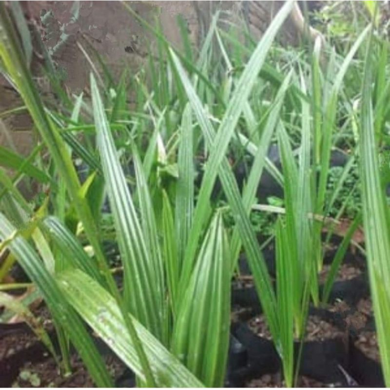 

45 batang bibit Kurma H1Red