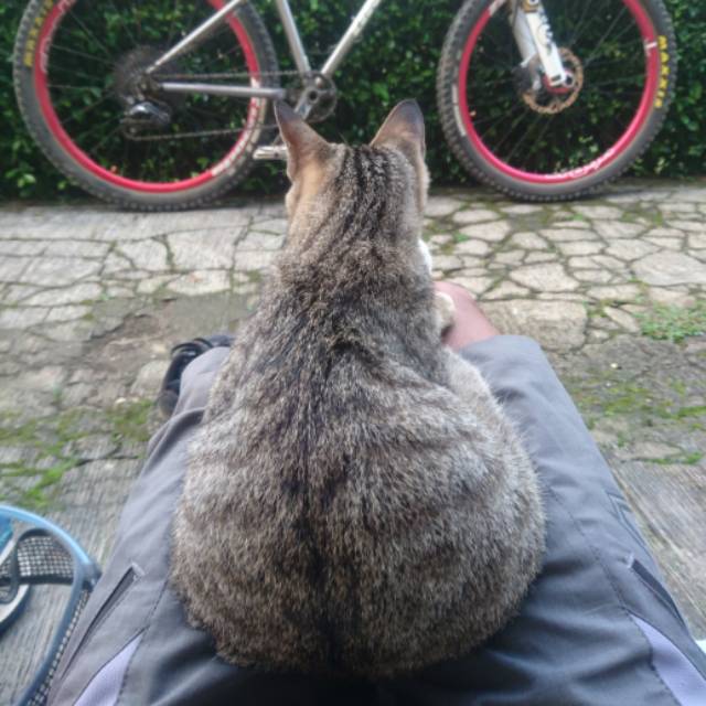 kucingbernamabejo