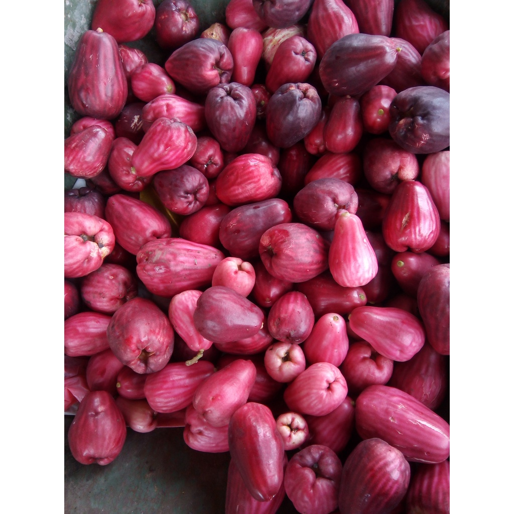 

Jambu Jamaica