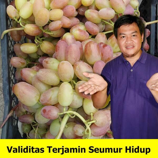 Bibit Anggur Merah Hijau Import Transfiguration / Transfigurasi