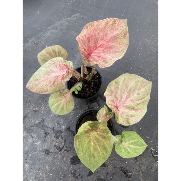Caladium Hybrid- keladi daun ganda cantik