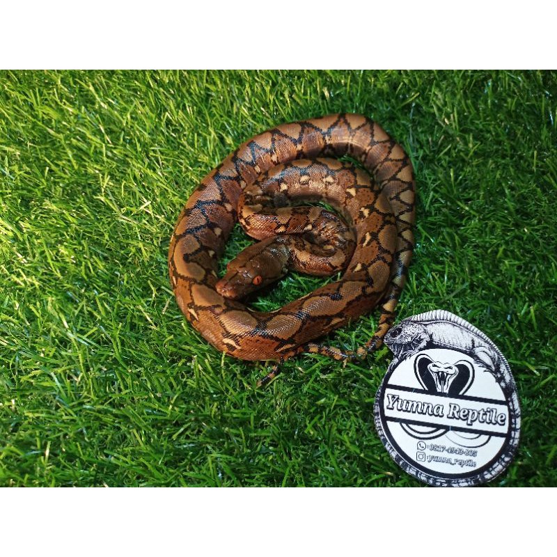 baby retic || reticulatus || mainan hidup ular