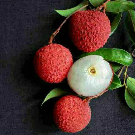 

Bibit Buah Leci Merah Hasil Cangkok
