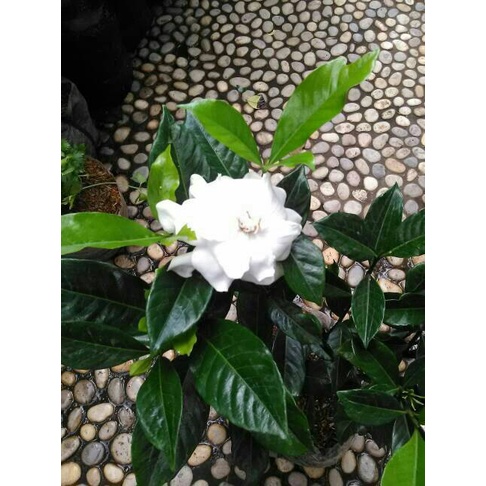 BUNGA KACA PIRING / Tanaman Kaca Piring / Bunga Melati Kaca Piring