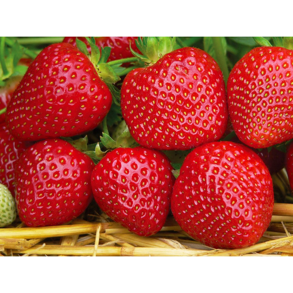 

STRAWBERRY MURBERRY FRESH TANPA SEMPROT PENGAWET